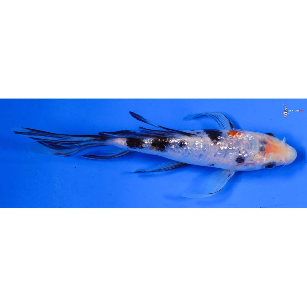 6” Imported Gin Rin Sanke Butterfly Koi