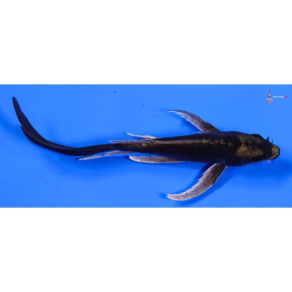 8” Imported Kin Kikokuryu Butterfly Koi