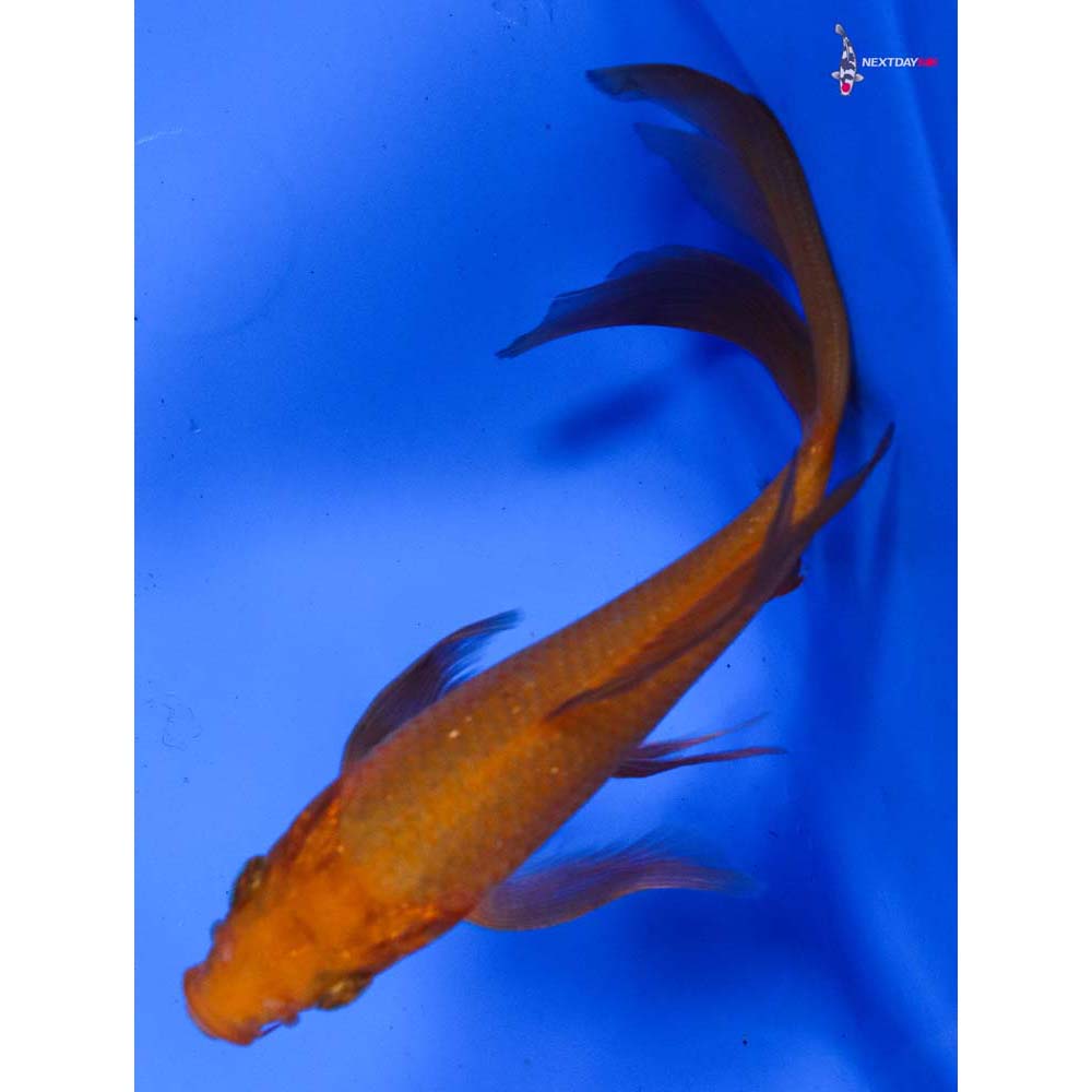 6” Imported Chagoi Butterfly Koi
