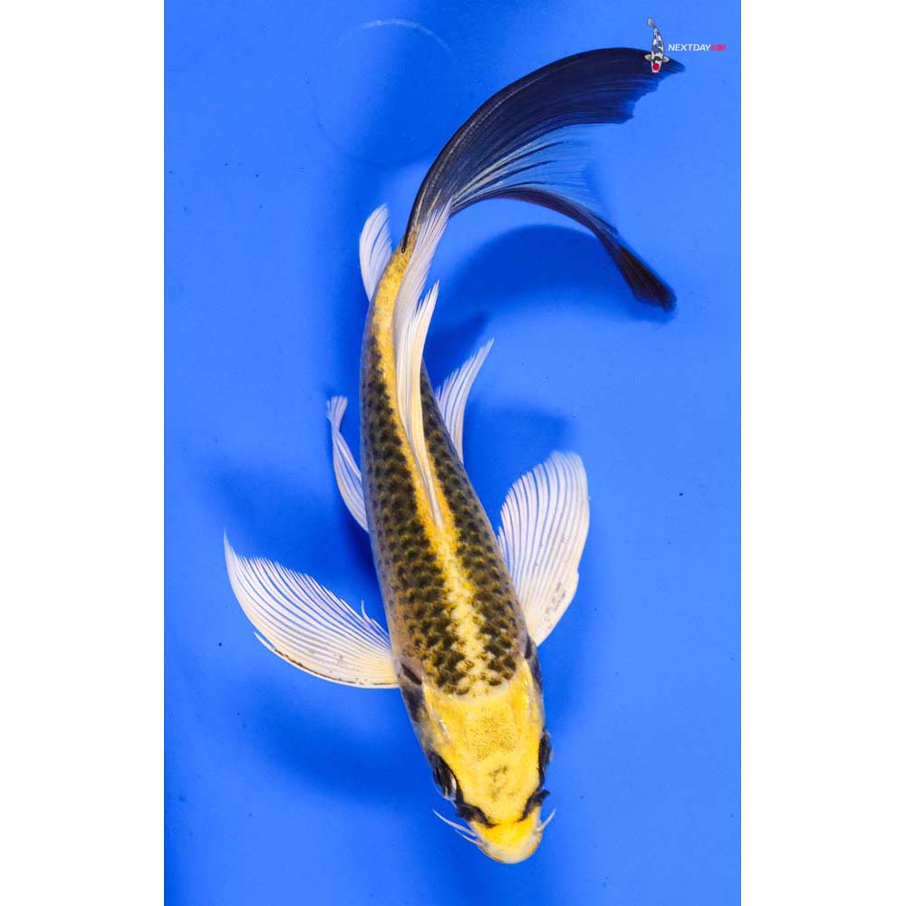 6” Imported Ki Matsuba Butterfly Koi