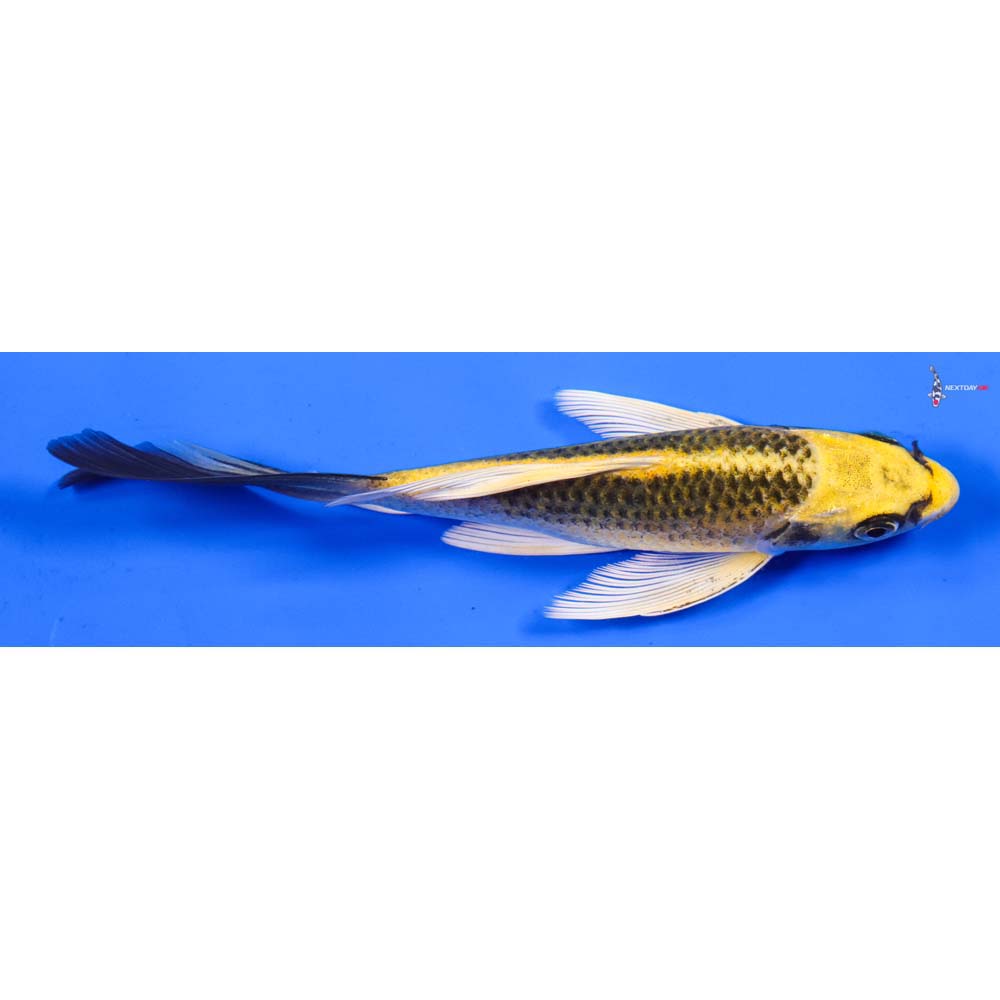 6” Imported Ki Matsuba Butterfly Koi