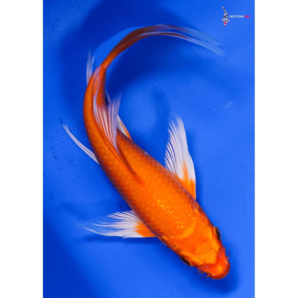6” Imported Orenji Ogon Butterfly Koi