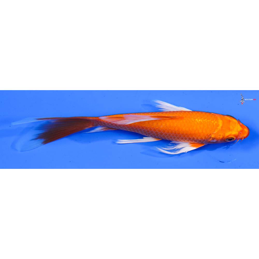 6” Imported Orenji Ogon Butterfly Koi