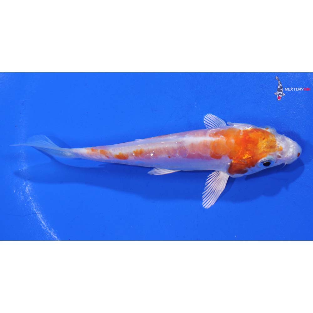 4” Imported Kikusui