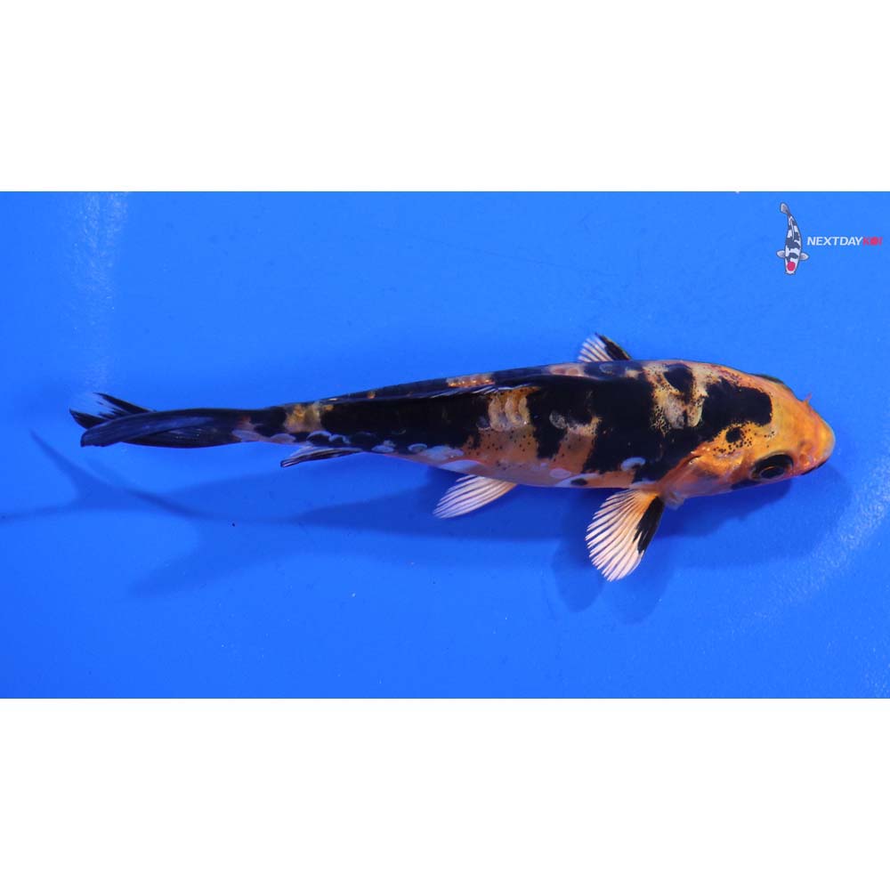 4” Imported Doitsu Kin Aka Bekko