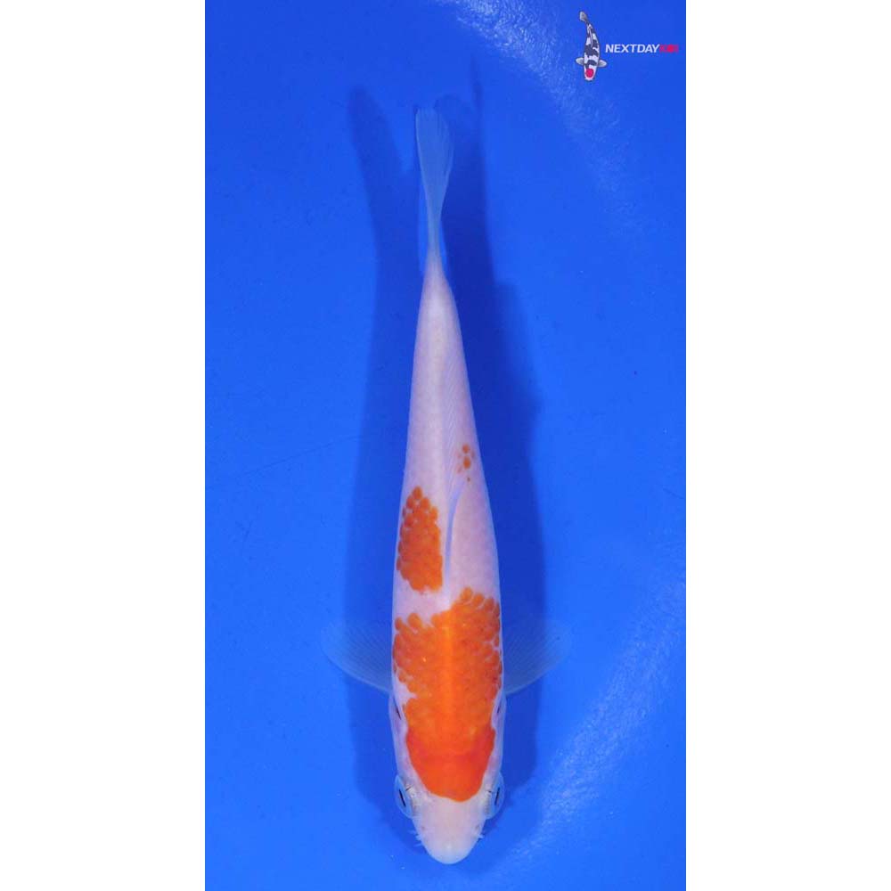 4” Imported Kohaku