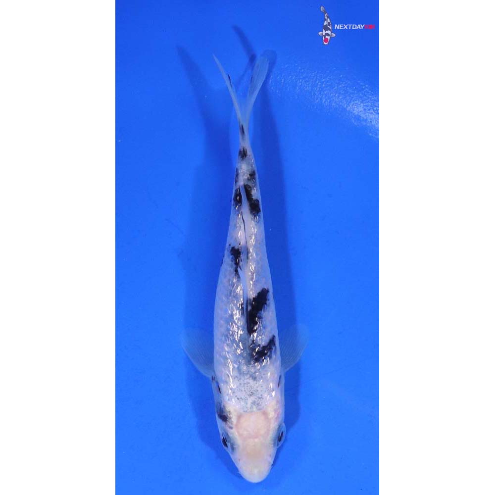 4” Imported Gin Rin Shiro Bekko