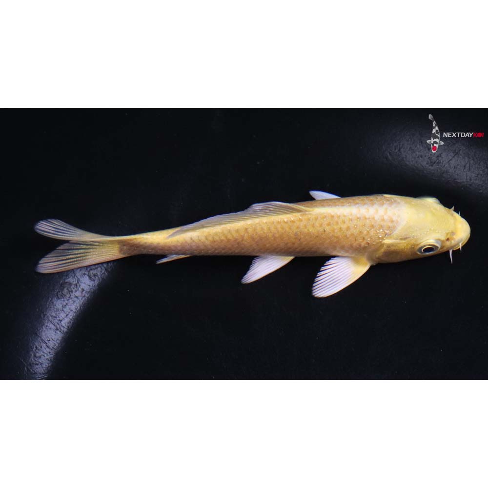 4.5” Imported Yamabuki Ogon