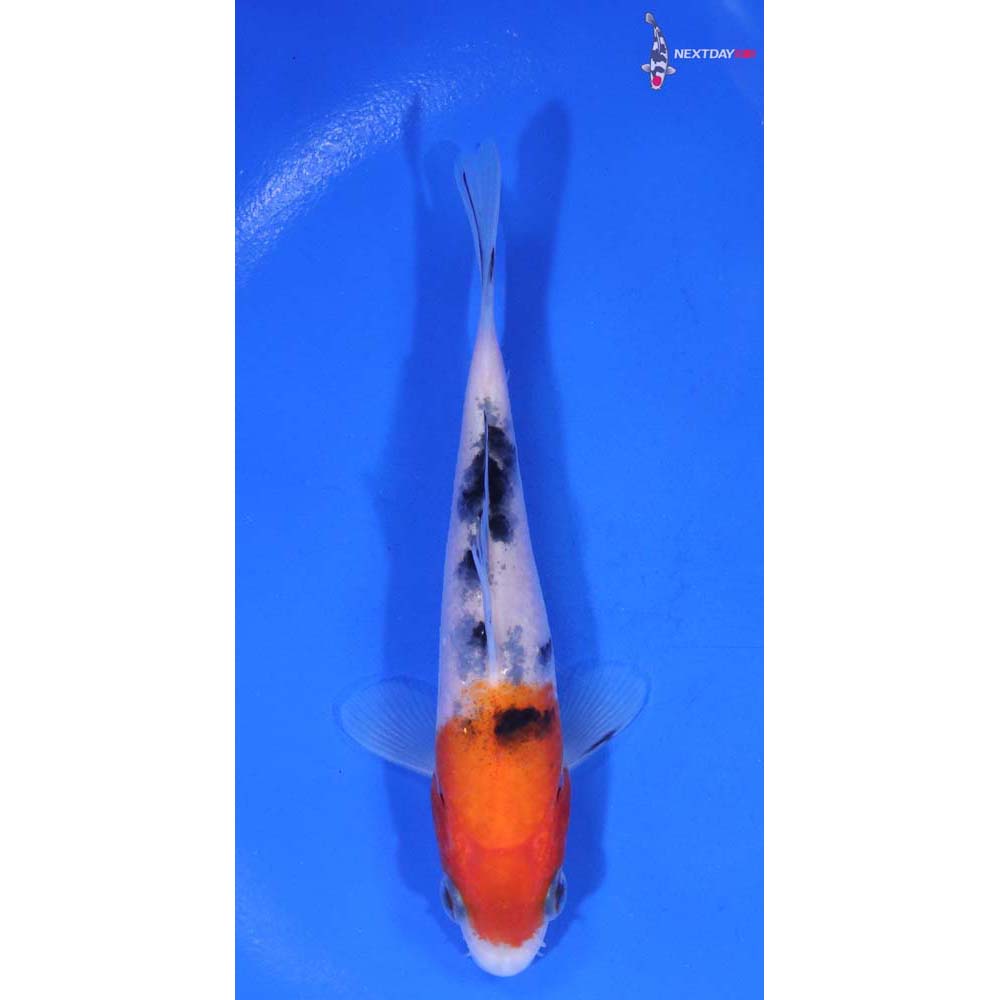 4.5” Imported Sanke