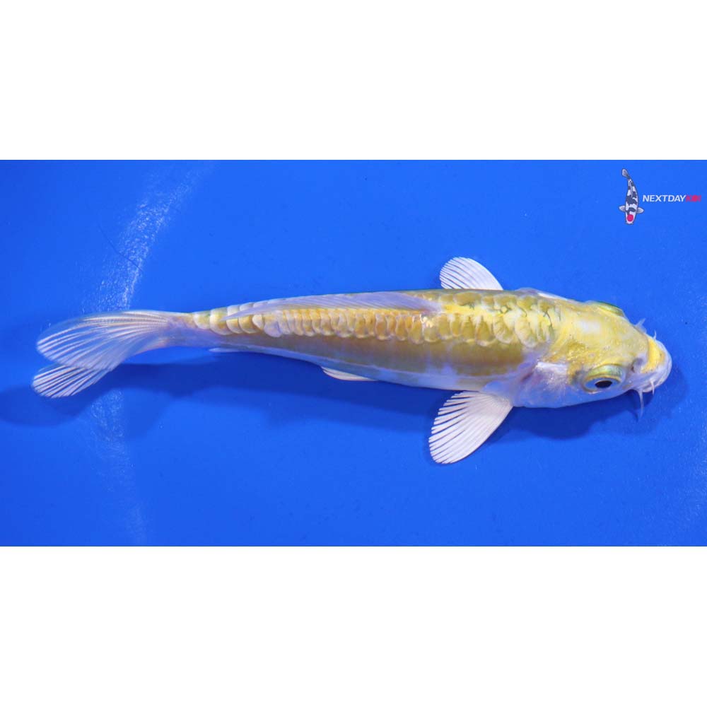 4.5” Imported Doitsu Lemon Hariwake