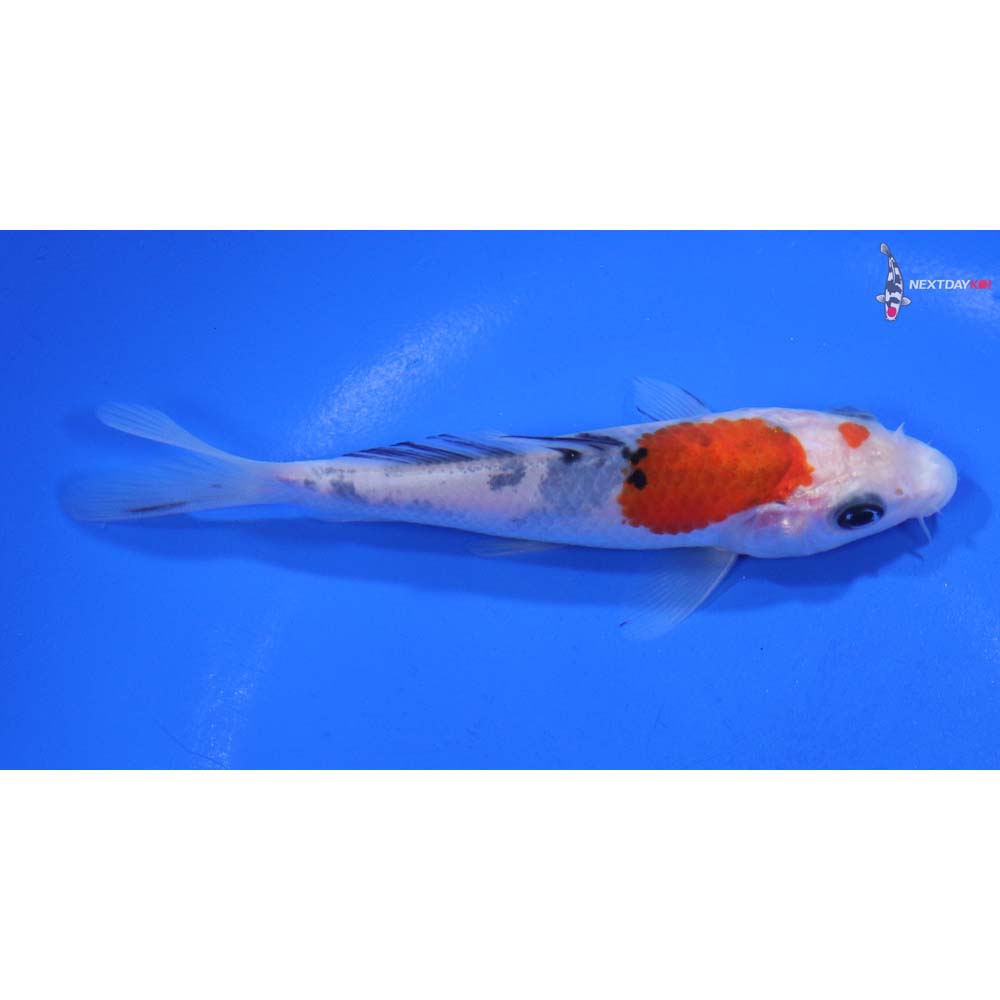 4.5” Imported Sanke