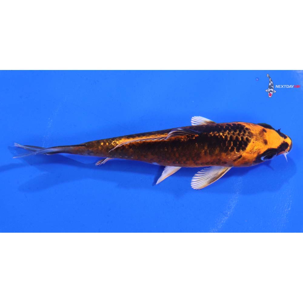 4.5” Imported Orenji Matsuba