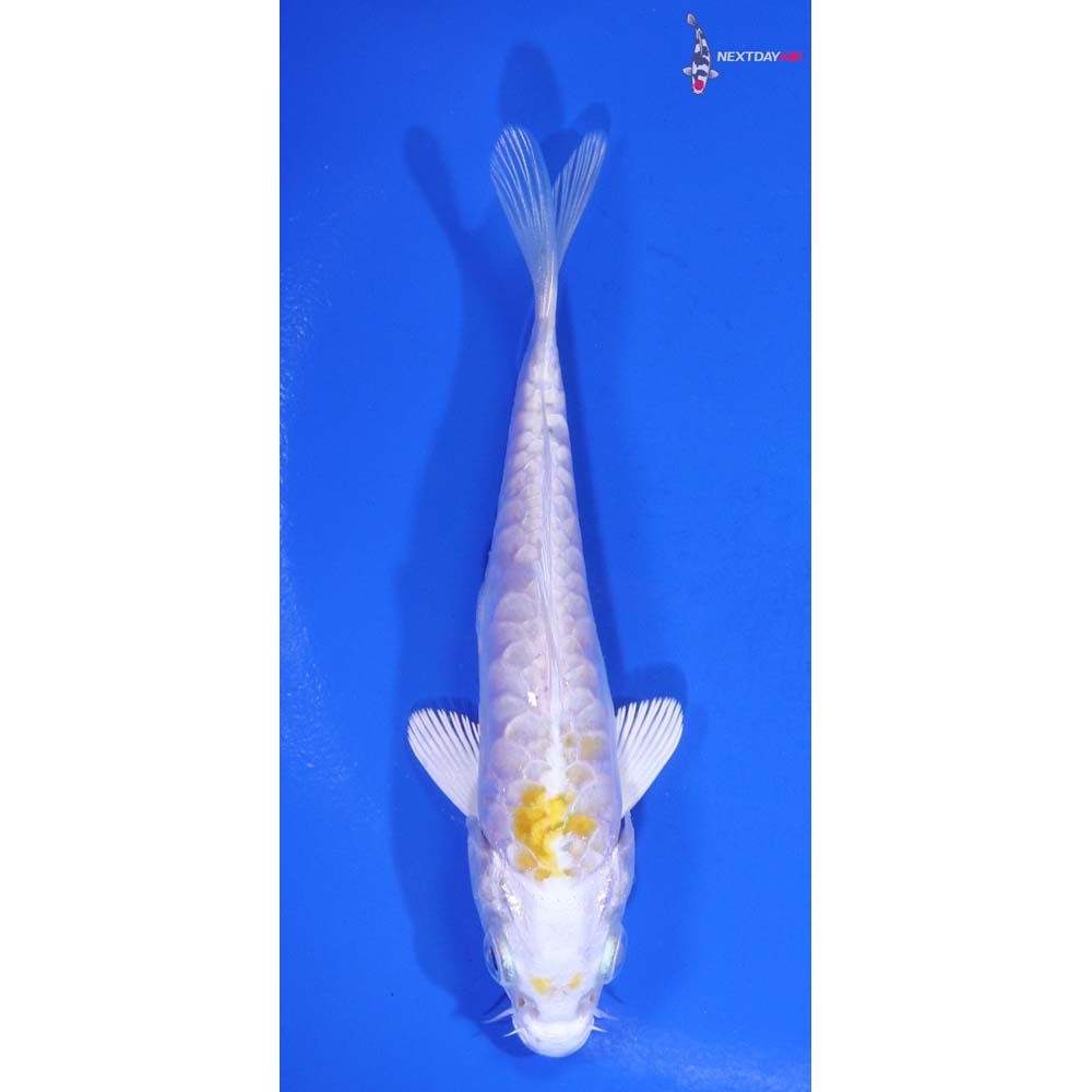 4.5” Imported Doitsu Lemon Hariwake