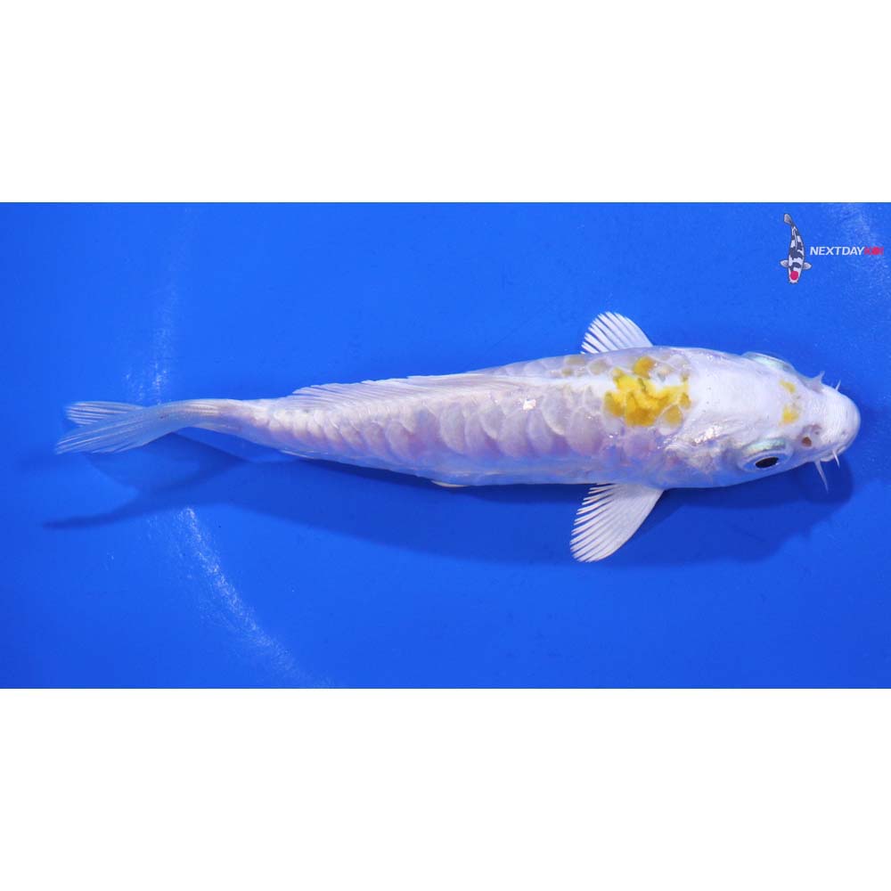4.5” Imported Doitsu Lemon Hariwake