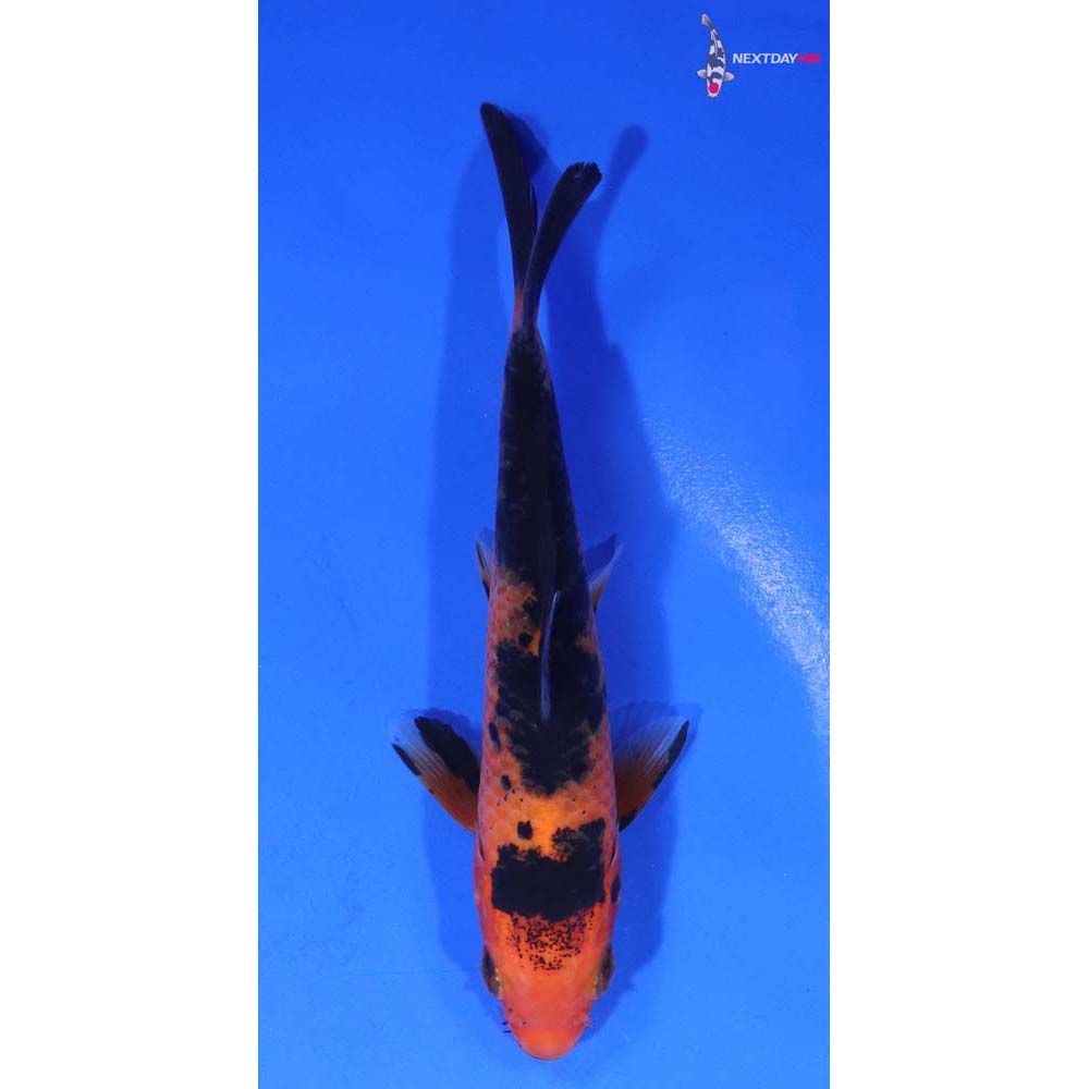 4.5” Imported Aka Bekko