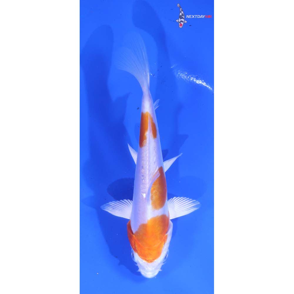 5” Imported Kikusui