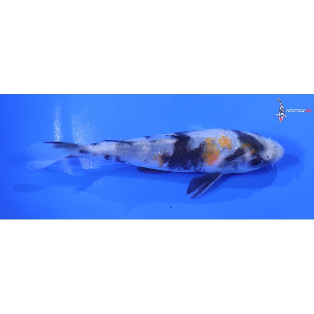 5” Imported Beni Matsukawabakke