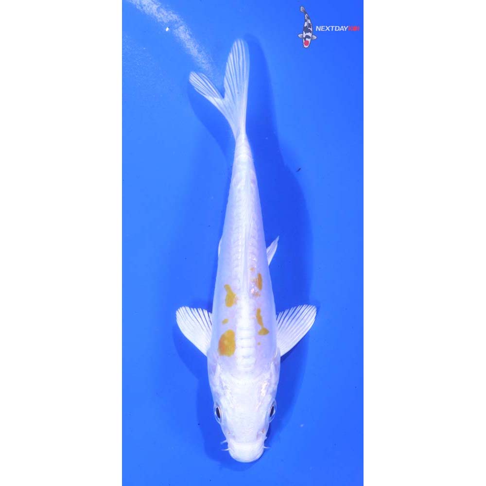 5” Imported Kikusui