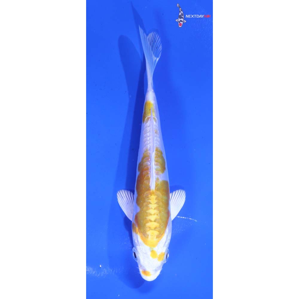 5” Imported Doitsu Lemon Hariwake