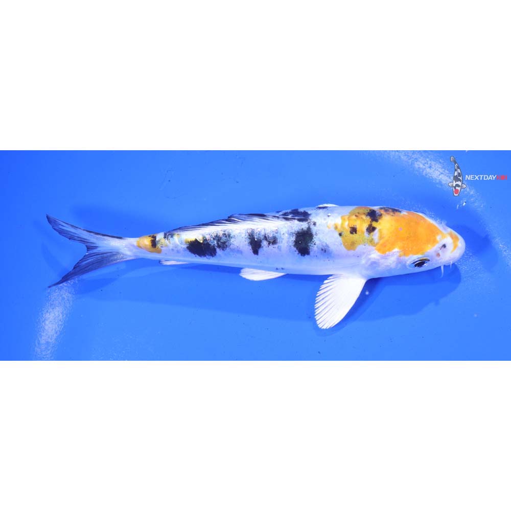 5.5” Imported Heisei Nishiki