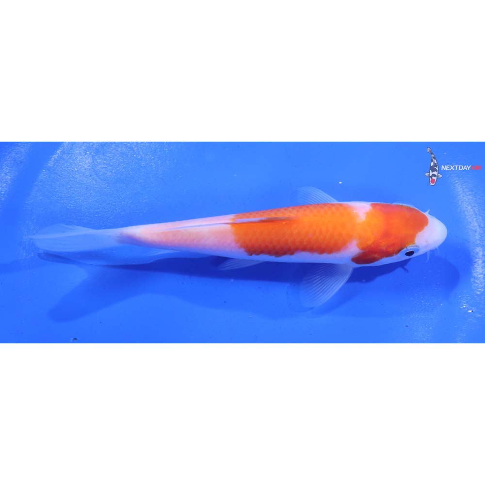 5.5” Imported Kohaku