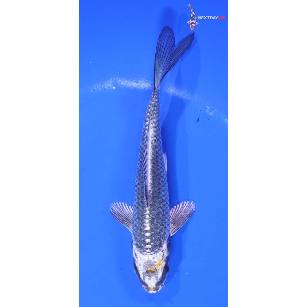 5.5” Imported Kujaku