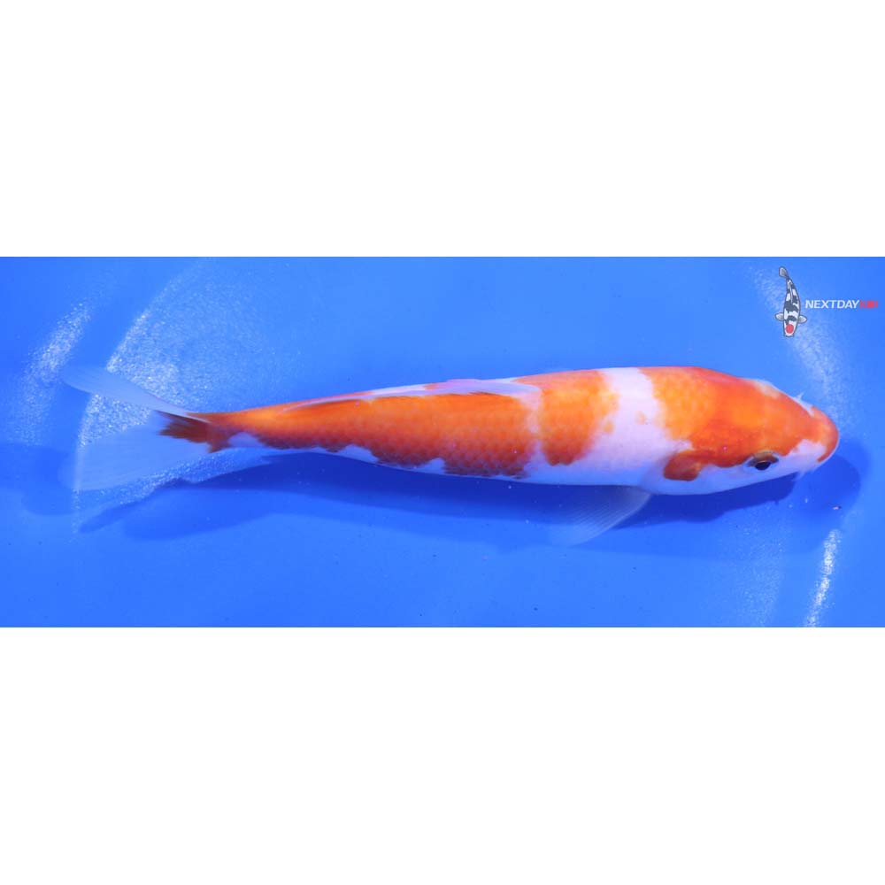 6” Imported Kohaku