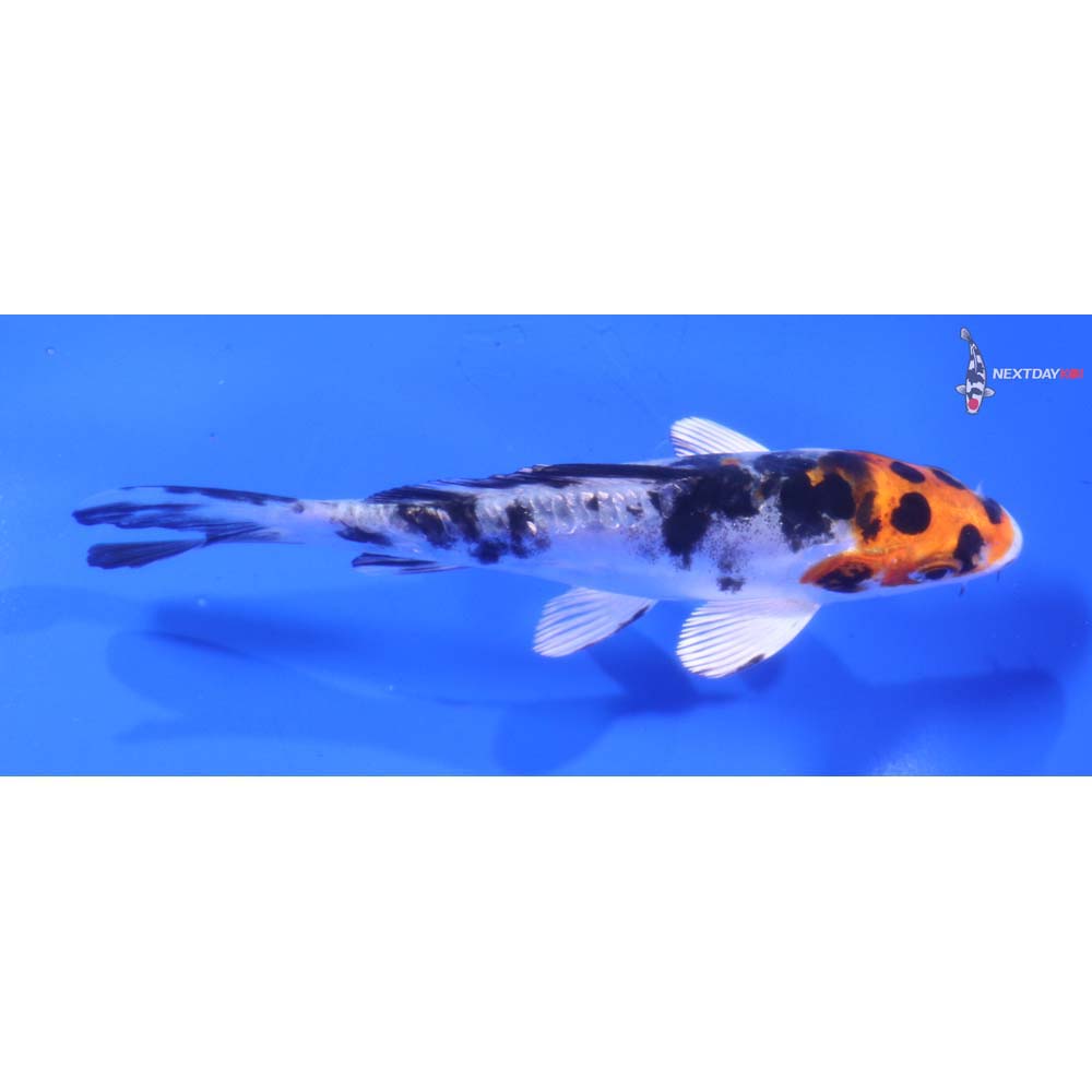 4.5” Imported Heisei Nishiki