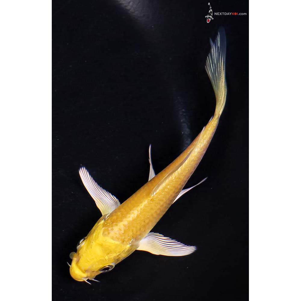 3.5” Imported Yamabuki Ogon Butterfly Koi
