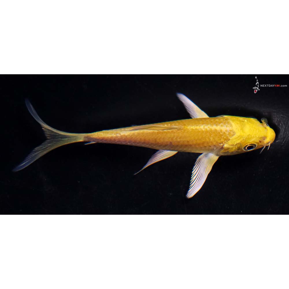 3.5” Imported Yamabuki Ogon Butterfly Koi