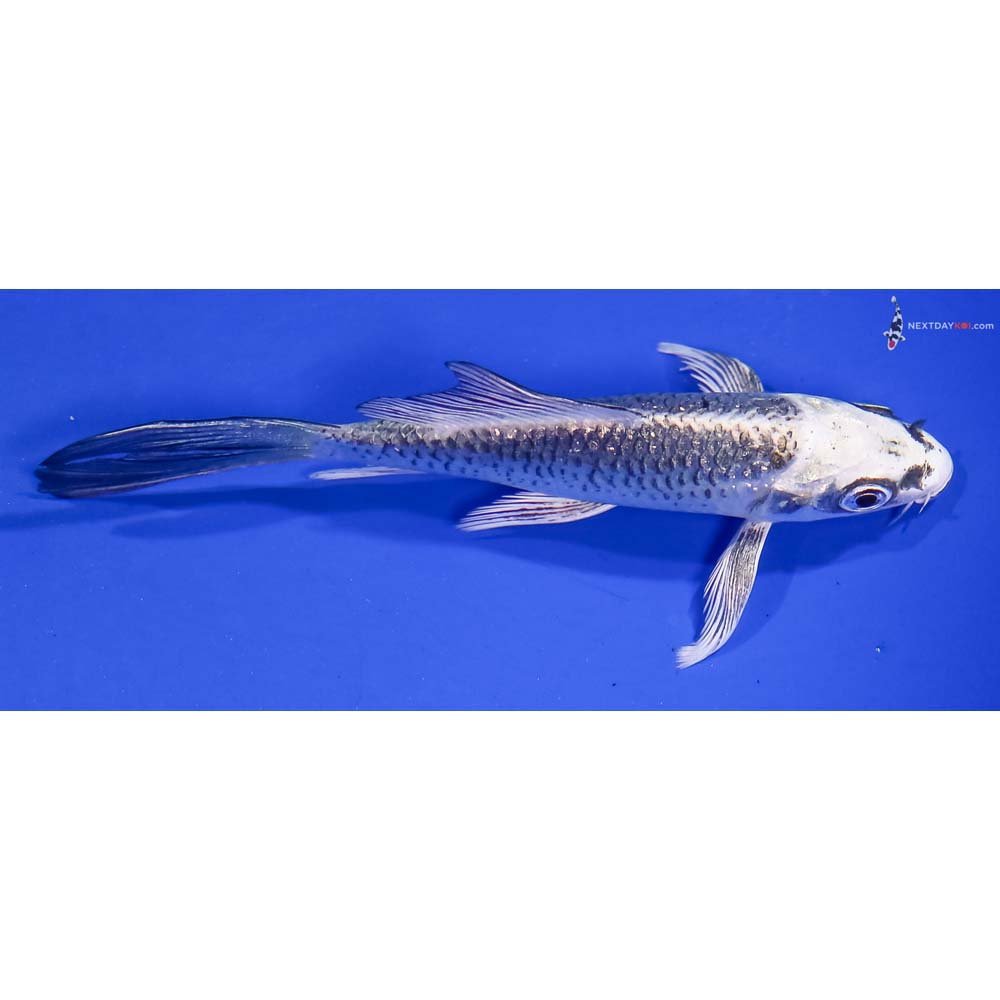 4” Imported Gin Rin Gin Matsuba Butterfly Koi
