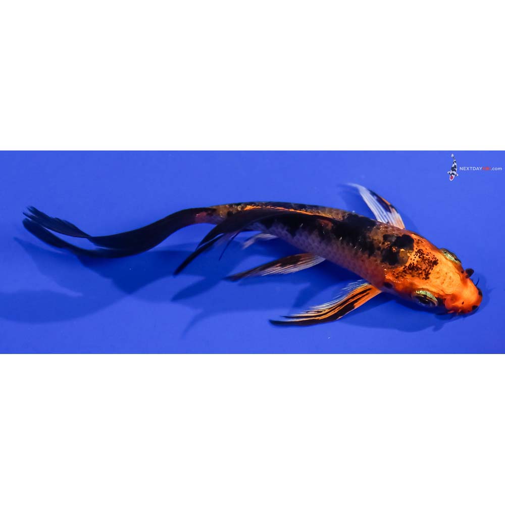 4” Imported Kin Aka Bekko Butterfly Koi