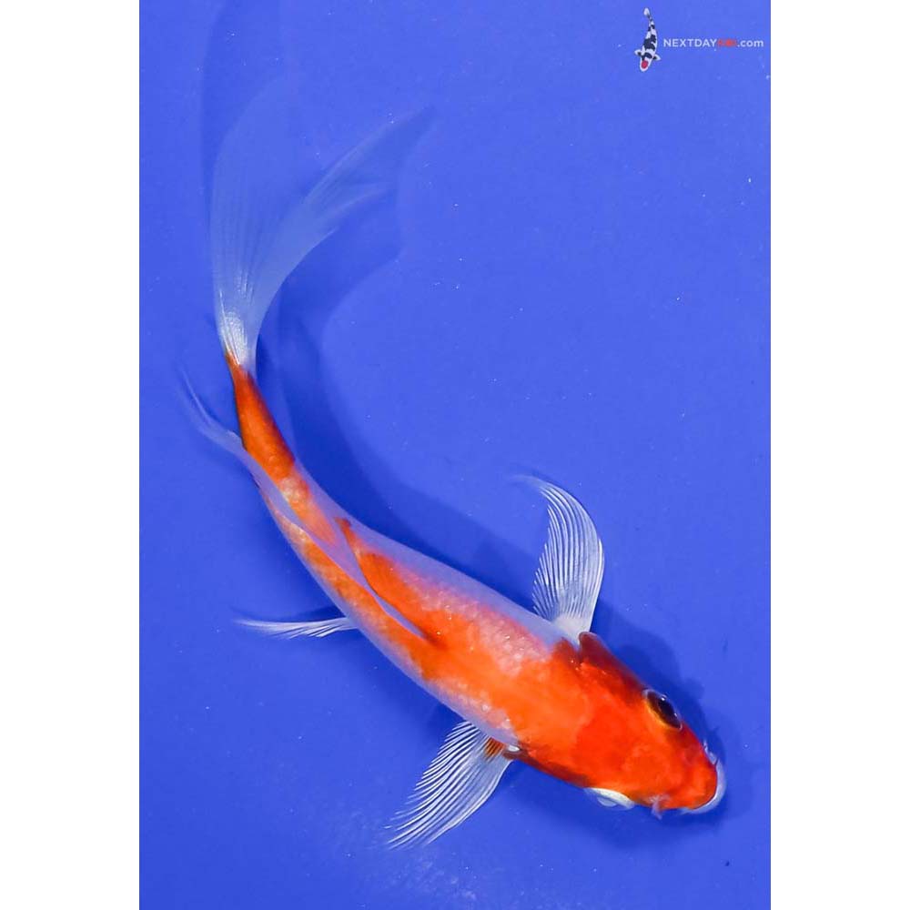 4” Imported Hariwake Butterfly Koi