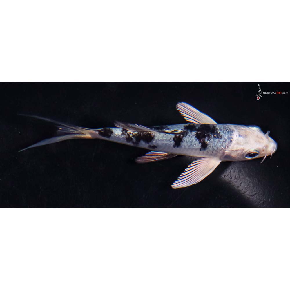 4” Imported Blue Gin Shiro Bekko Butterfly Koi