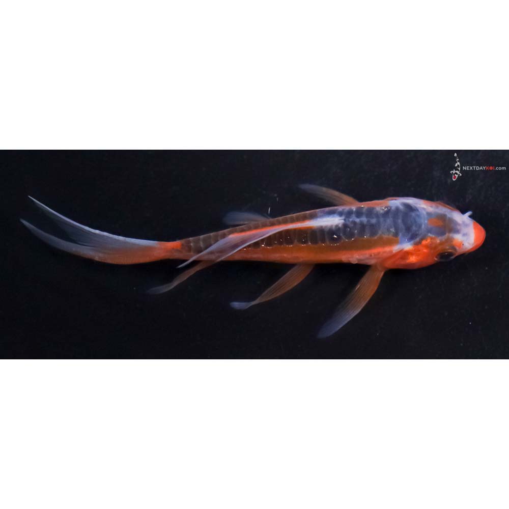 4” Imported Shusui Butterfly Koi