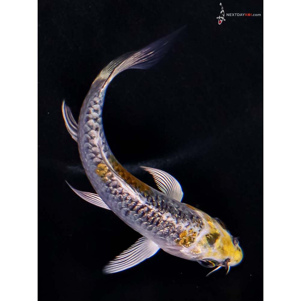 4” Imported Armor Scaled Kujaku Butterfly Koi
