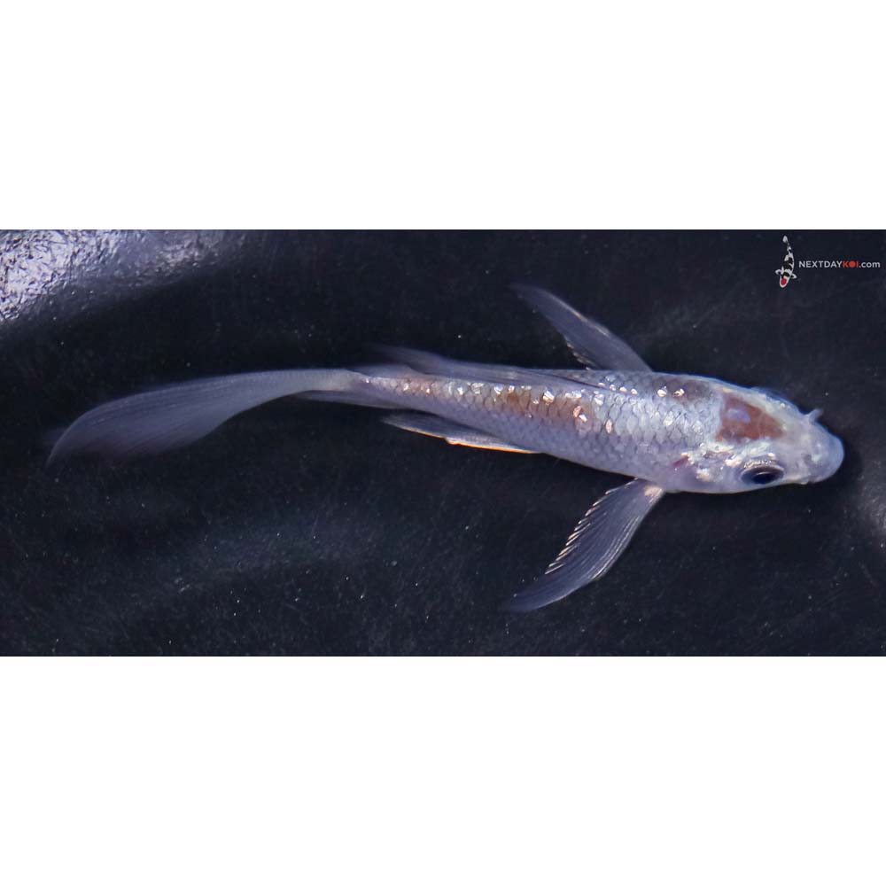 4” Imported Gin Rin Ochiba Shigure Butterfly Koi