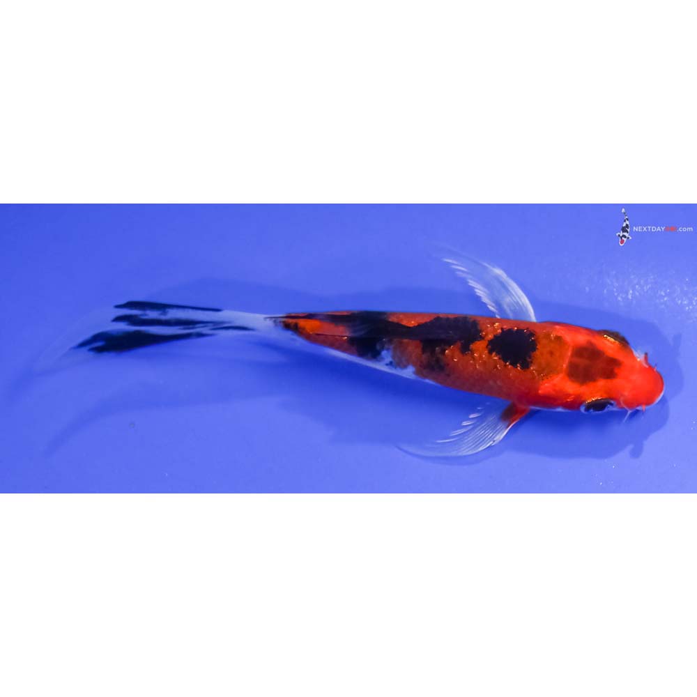 4” Imported Glass Fin Aka Sanke Butterfly Koi