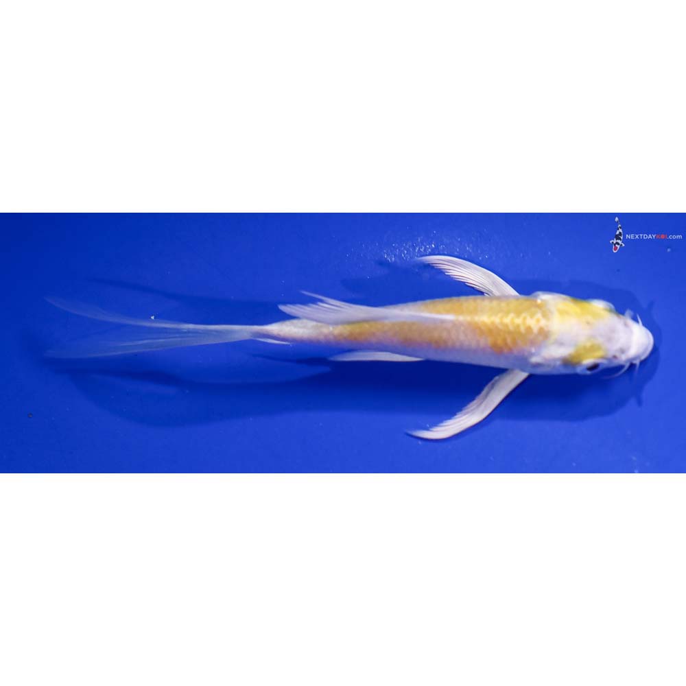 4.5” Imported Lemon Hariwake Butterfly Koi