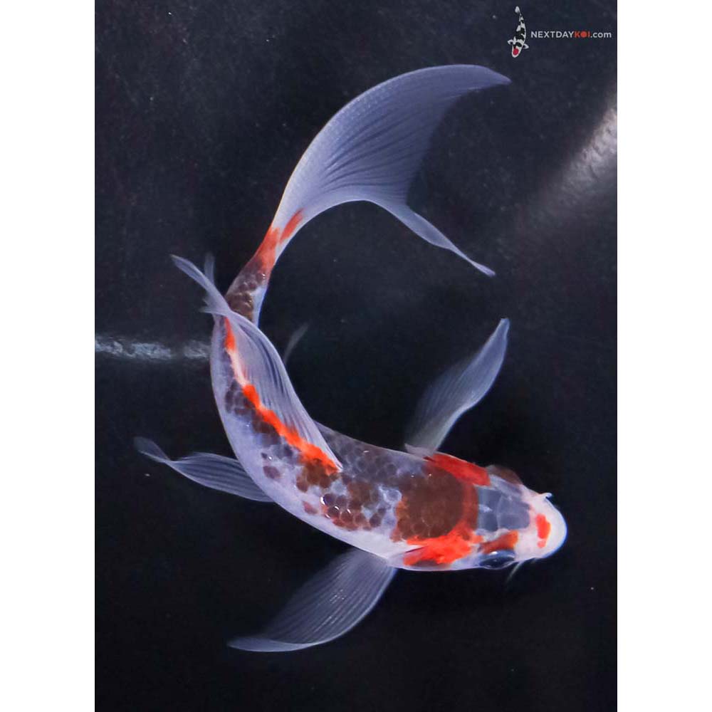 4.5” Imported Asagi Butterfly Koi
