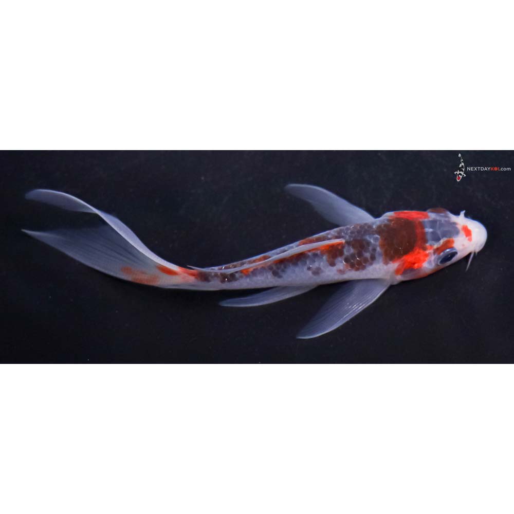 4.5” Imported Asagi Butterfly Koi