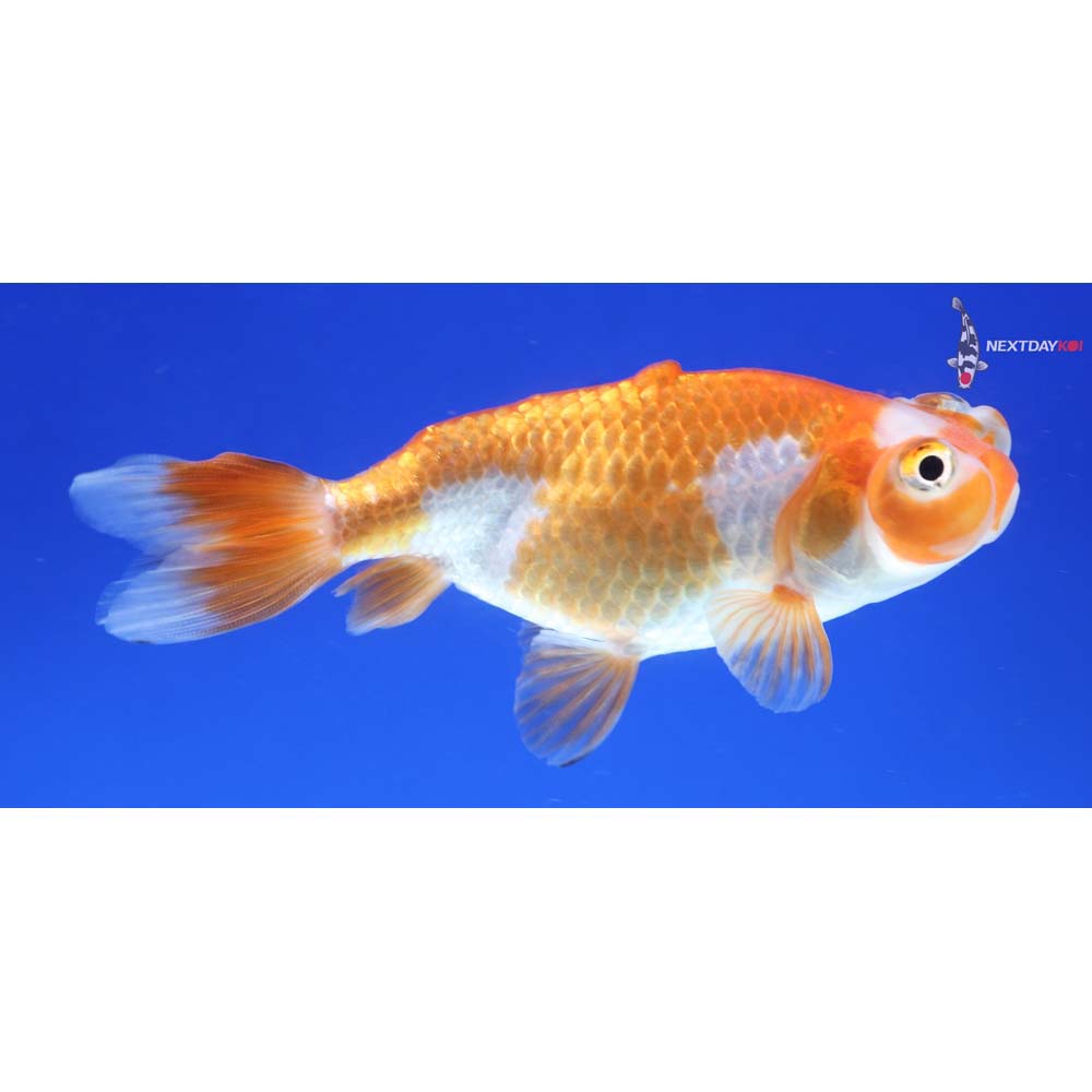 3” Imported Red and White Bubble Eye