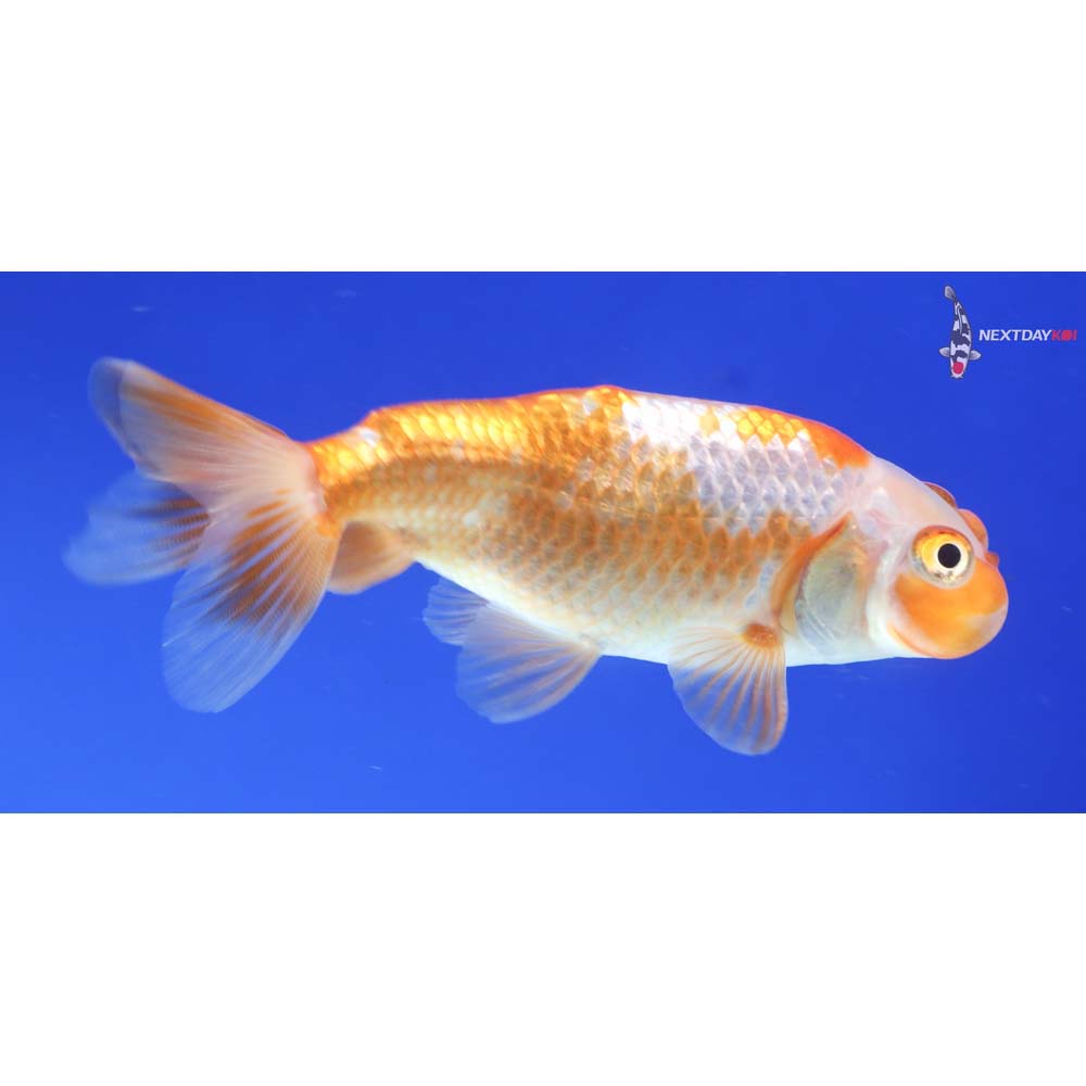 3” Imported Red and White Bubble Eye