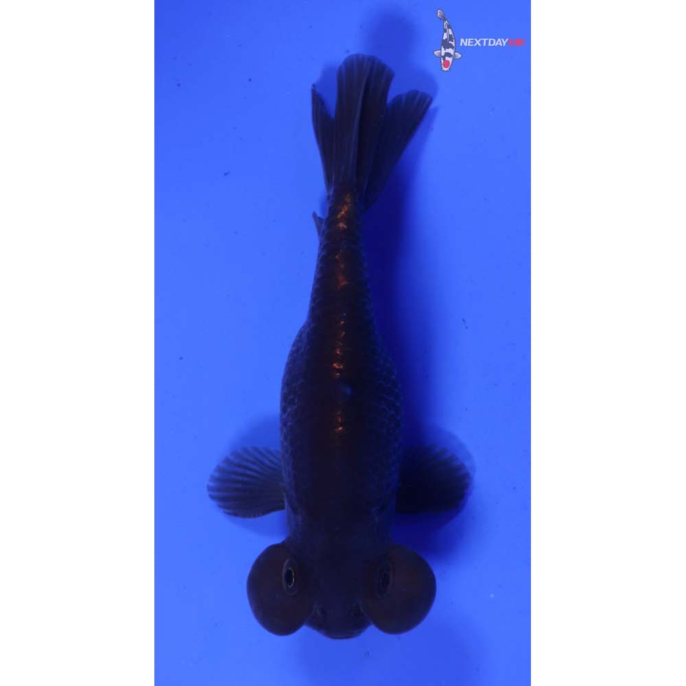 3” Imported Black Bubble Eye