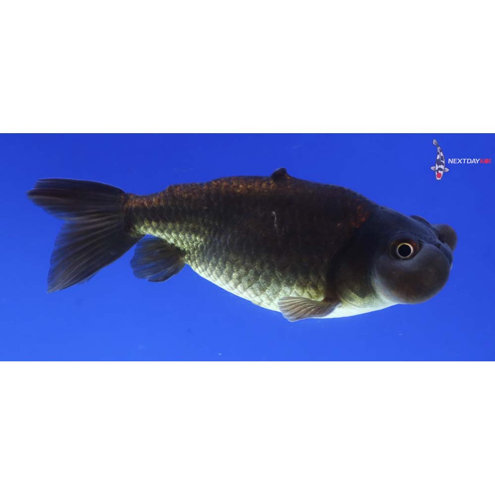 3” Imported Black Bubble Eye