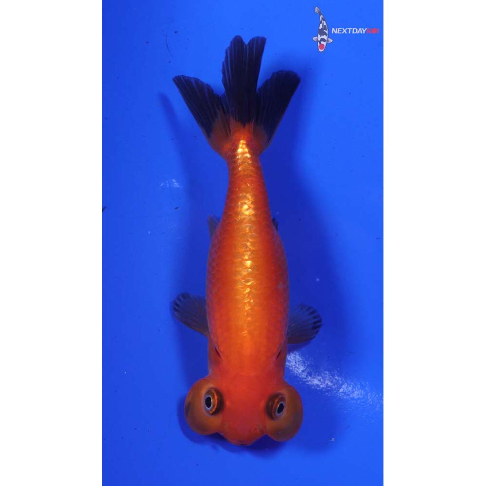 3.5” Imported Red and Black Bubble Eye