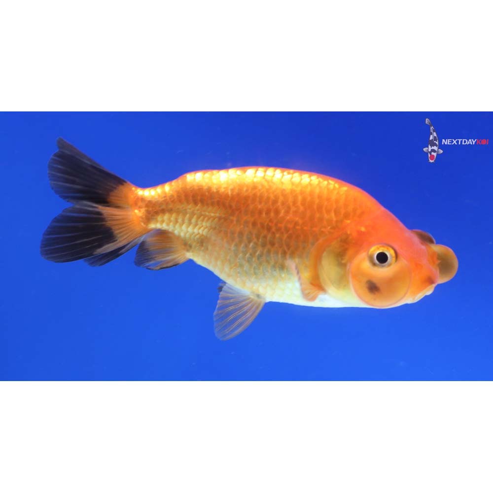 3.5” Imported Red and Black Bubble Eye