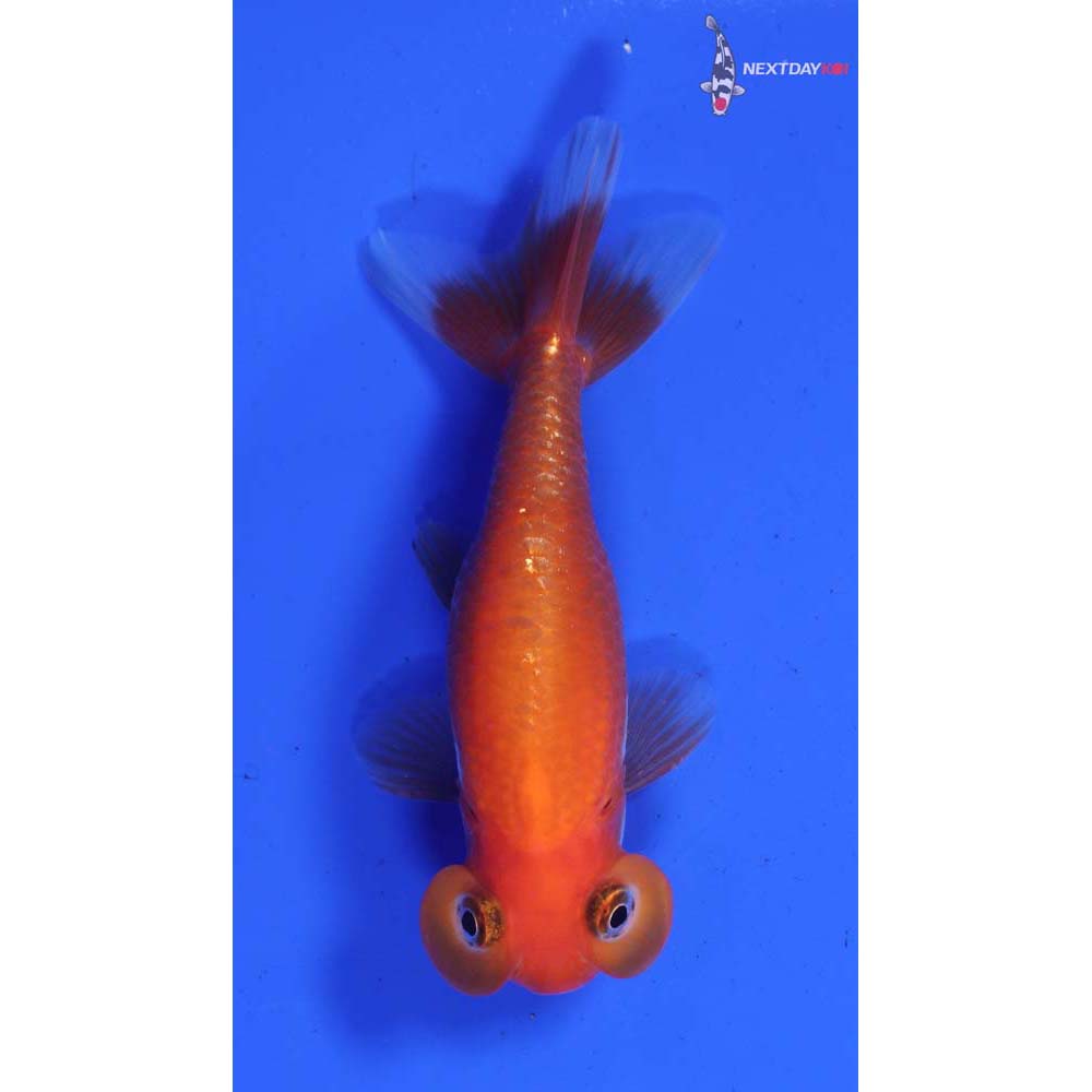 3.5” Imported Red and White Bubble Eye