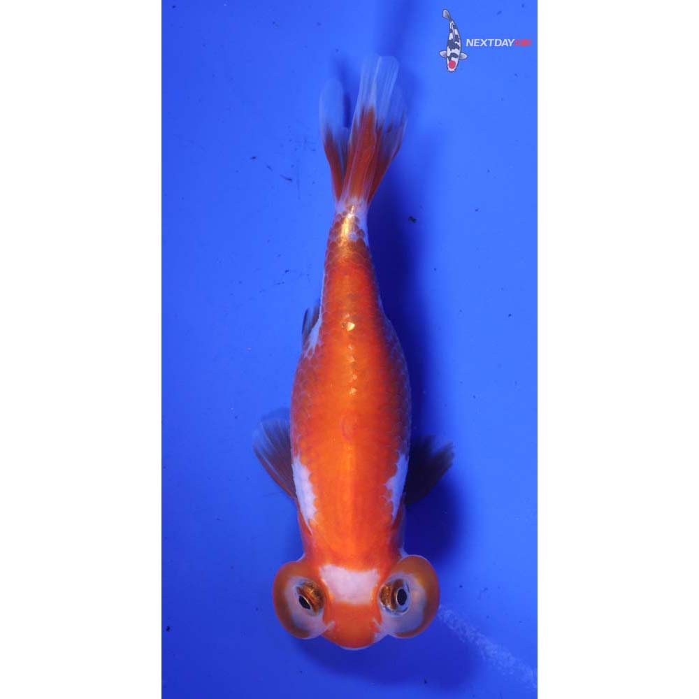 3” Imported Red and White Bubble Eye