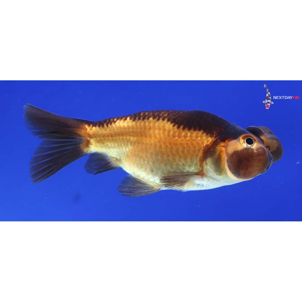 3” Imported Red and Black Bubble Eye